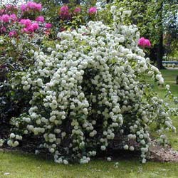 Viburnum opulus Roseum